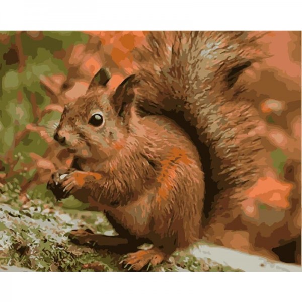 Squirrel Diy Paint By Numbers Kits