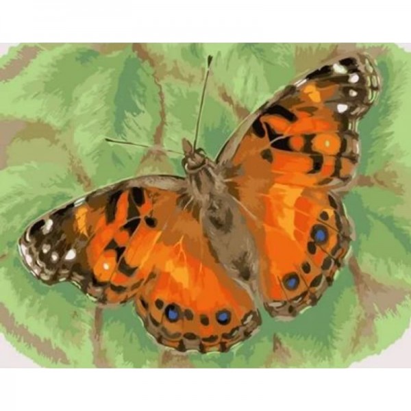 Flying Animal Butterfly Diy Paint By Numbers Kits