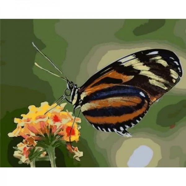 Order Flying Animal Butterfly Diy Paint By Numbers Kits