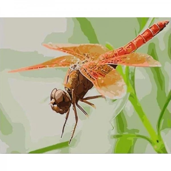 Dragonfly Diy Paint By Numbers Kits